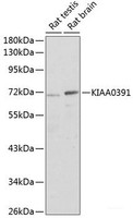 Western blot analysis of extracts of various cell lines using KIAA0391 Polyclonal Antibody at dilution of 1:1000.