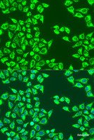 Immunofluorescence analysis of U2OS cells using LRPPRC Polyclonal Antibody at dilution of 1:100. Blue: DAPI for nuclear staining.