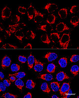 Confocal immunofluorescence analysis of HeLa cells using LRPPRC Polyclonal Antibody at dilution of 1:400. Blue: DAPI for nuclear staining.