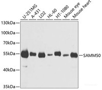 Western blot analysis of extracts of various cell lines using SAMM50 Polyclonal Antibody at dilution of 1:1000.