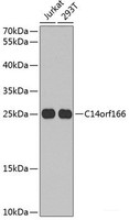 Western blot analysis of extracts of various cell lines using C14orf166 Polyclonal Antibody at dilution of 1:1000.