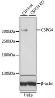Western blot analysis of extracts from normal (control) and CSPG4 knockout (KO) HeLa cells using CSPG4 Polyclonal Antibody at dilution of 1:500.