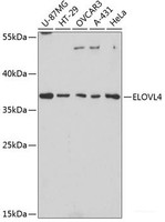 Western blot analysis of extracts of various cell lines using ELOVL4 Polyclonal Antibody at dilution of 1:3000.