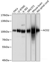 Western blot analysis of extracts of various cell lines using ACO2 Polyclonal Antibody at dilution of 1:1000.