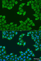 Immunofluorescence analysis of U2OS cells using ATP5J Polyclonal Antibody at dilution of 1:100. Blue: DAPI for nuclear staining.