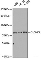 Western blot analysis of extracts of various cell lines using CLCNKA Polyclonal Antibody at dilution of 1:3000.