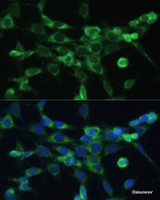 Immunofluorescence analysis of NIH-3T3 cells using COX6A1 Polyclonal Antibody at dilution of 1:100 (40x lens) . Blue: DAPI for nuclear staining.