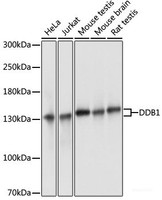 Western blot analysis of extracts of various cell lines using DDB1 Polyclonal Antibody at dilution of 1:3000.