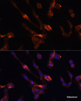 Immunofluorescence analysis of NIH/3T3 cells using FKBP5 Polyclonal Antibody at dilution of 1:100. Blue: DAPI for nuclear staining.