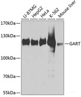 Western blot analysis of extracts of various cell lines using GART Polyclonal Antibody at dilution of 1:1000.