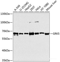 Western blot analysis of extracts of various cell lines using GRK5 Polyclonal Antibody at dilution of 1:1000.