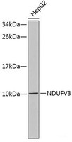 Western blot analysis of extracts of HepG2 cells using NDUFV3 Polyclonal Antibody.