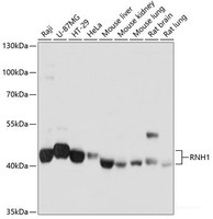 Western blot analysis of extracts of various cell lines using RNH1 Polyclonal Antibody at dilution of 1:1000.