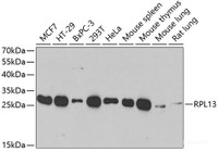 Western blot analysis of extracts of various cell lines using RPL13 Polyclonal Antibody at dilution of 1:1000.