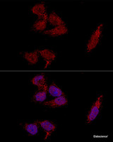 Confocal immunofluorescence analysis of HeLa cells using RPL23A Polyclonal Antibody at dilution of 1:100. Blue: DAPI for nuclear staining.