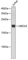 Western blot analysis of extracts of Jurkat cells using UBE2L6 Polyclonal Antibody.