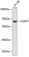 Western blot analysis of extracts of HL-60 cells using CLINT1 Polyclonal Antibody.