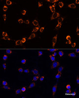 Immunofluorescence analysis of NIH/3T3 cells using TRAP1 Polyclonal Antibody at dilution of 1:100. Blue: DAPI for nuclear staining.