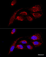 Confocal immunofluorescence analysis of U2OS cells using ATP5H Polyclonal Antibody at dilution of 1:100. Blue: DAPI for nuclear staining.