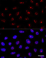 Confocal immunofluorescence analysis of U2OS cells using MYBBP1A Polyclonal Antibody at dilution of 1:200. Blue: DAPI for nuclear staining.