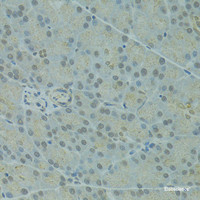 Immunohistochemistry of paraffin-embedded Rat pancreas using IVNS1ABP Polyclonal Antibody at dilution of 1:100 (40x lens) .