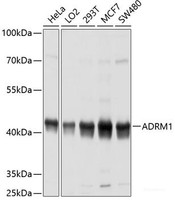 Western blot analysis of extracts of various cell lines using ADRM1 Polyclonal Antibody at dilution of 1:1000.