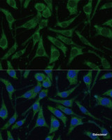 Immunofluorescence analysis of L929 cells using PHB2 Polyclonal Antibody at dilution of 1:100 (40x lens) . Blue: DAPI for nuclear staining.