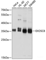 Western blot analysis of extracts of various cell lines using EXOSC8 Polyclonal Antibody at dilution of 1:1000.