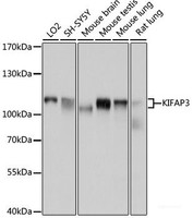 Western blot analysis of extracts of various cell lines using KIFAP3 Polyclonal Antibody at dilution of 1:1000.
