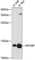 Western blot analysis of extracts of various cell lines using MYCBP Polyclonal Antibody at dilution of 1:3000.