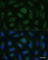 Immunofluorescence analysis of U-2 OS cells using SIGLEC9 Polyclonal Antibody at dilution of 1:100 (40x lens) . Blue: DAPI for nuclear staining.