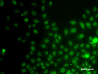 Immunofluorescence analysis of A549 cells using IWS1 Polyclonal Antibody