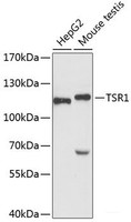 Western blot analysis of extracts of various cell lines using TSR1 Polyclonal Antibody at dilution of 1:3000.