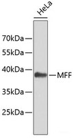 Western blot analysis of extracts of HeLa cells using MFF Polyclonal Antibody.