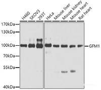 Western blot analysis of extracts of various cell lines using GFM1 Polyclonal Antibody at dilution of 1:3000.