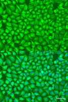 Immunofluorescence analysis of U2OS cells using GFM1 Polyclonal Antibody at dilution of 1:100. Blue: DAPI for nuclear staining.