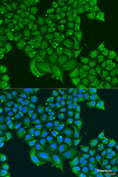 Immunofluorescence analysis of U2OS cells using ATPIF1 Polyclonal Antibody at dilution of 1:100. Blue: DAPI for nuclear staining.