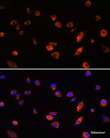 Immunofluorescence analysis of L929 cells using ARL13B Polyclonal Antibody at dilution of 1:100. Blue: DAPI for nuclear staining.