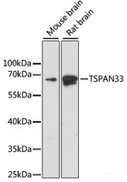 Western blot analysis of extracts of various cell lines using TSPAN33 Polyclonal Antibody at dilution of 1:1000.