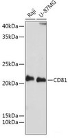 Western blot analysis of extracts of various cell lines using CD81 Polyclonal Antibody at dilution of 1:1000.