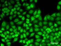 Immunofluorescence analysis of HeLa cells using JUNB Polyclonal Antibody