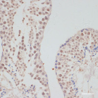 Immunohistochemistry of paraffin-embedded Mouse testis using CCNG1 Polyclonal Antibody at dilution of 1:100 (40x lens) .