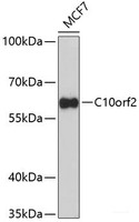 Western blot analysis of extracts of MCF-7 cells using C10orf2 Polyclonal Antibody at dilution of 1:1000.