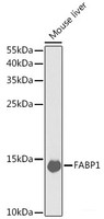Western blot analysis of extracts of Mouse liver using FABP1 Polyclonal Antibody at dilution of 1:1000.