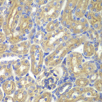 Immunohistochemistry of paraffin-embedded Rat kidney using BAIAP2 Polyclonal Antibody at dilution of 1:200 (40x lens) .