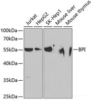 Western blot analysis of extracts of various cell lines using BPI Polyclonal Antibody at dilution of 1:1000.