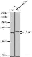 Western blot analysis of extracts of various cell lines using EFNA1 Polyclonal Antibody at dilution of 1:1000.