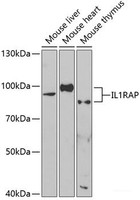 Western blot analysis of extracts of various cell lines using IL1RAP Polyclonal Antibody at dilution of 1:1000.