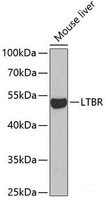 Western blot analysis of extracts of Mouse liver using LTBR Polyclonal Antibody at dilution of 1:1000.