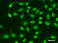 Immunofluorescence analysis of A549 cells using APTX Polyclonal Antibody